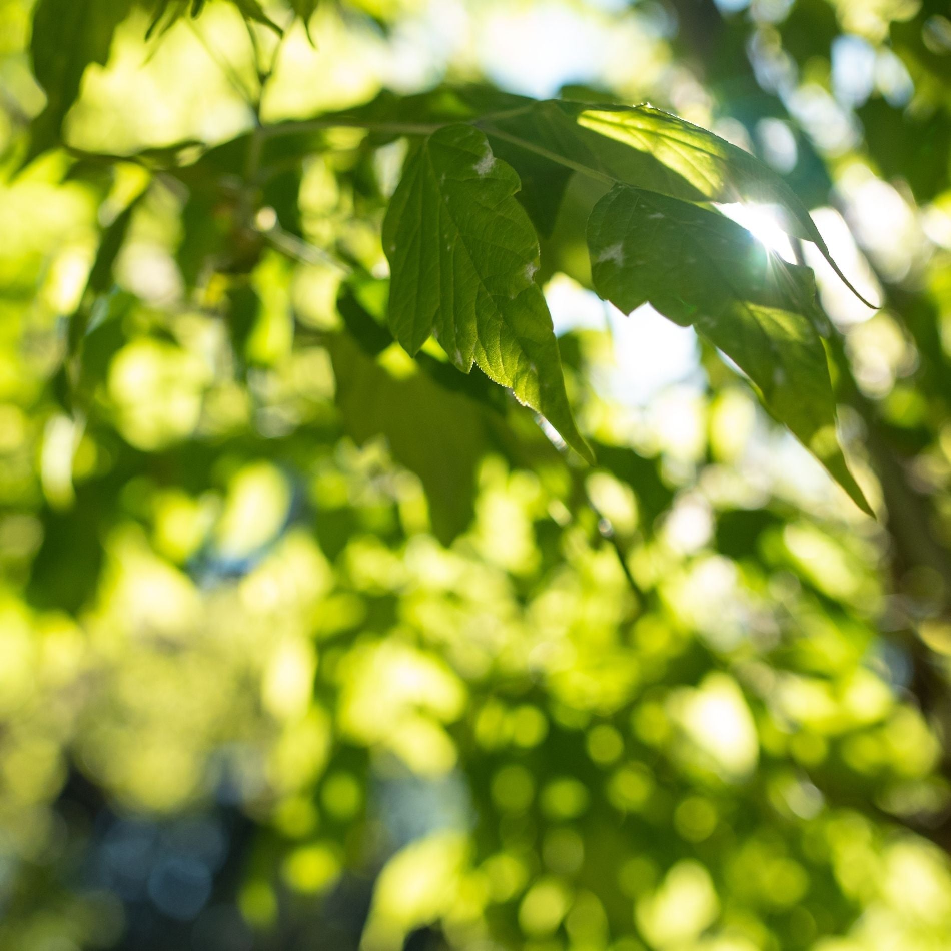 Cultivating Abundance in Peak Summer with TCM + Seasonal Yoga