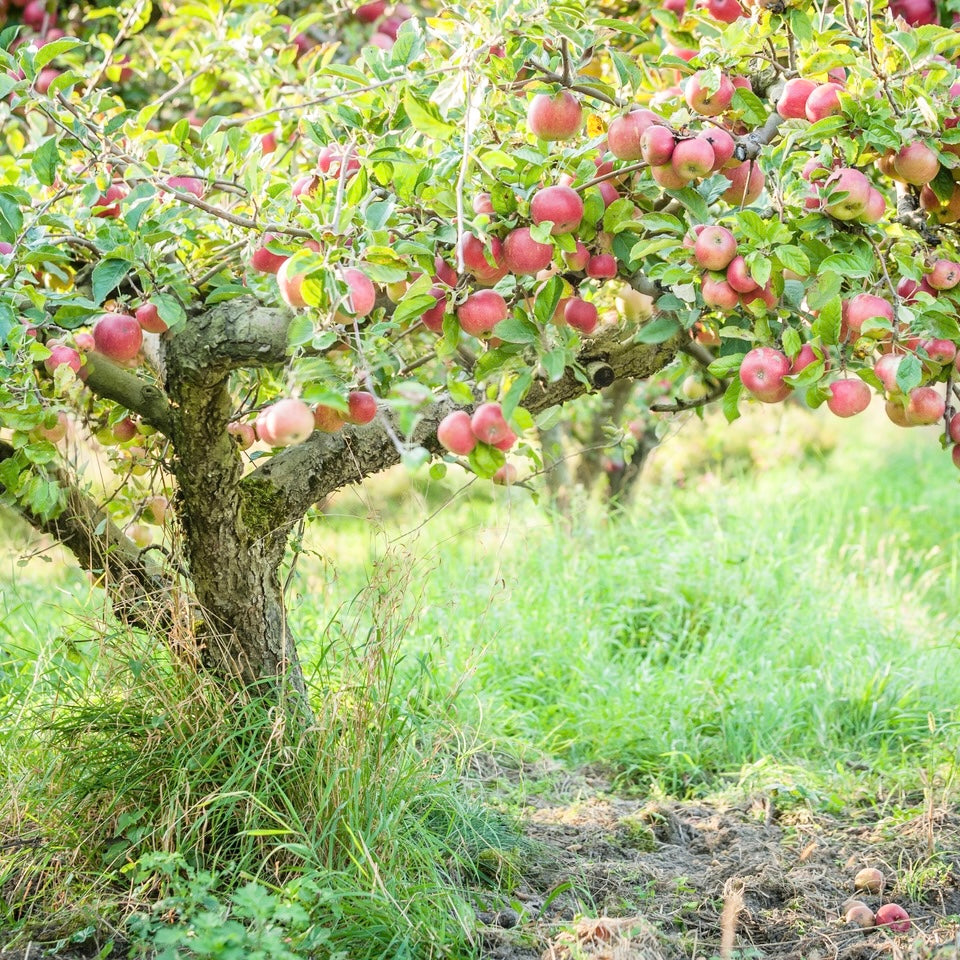 Slowing Down in Late Summer with TCM + Seasonal Yoga