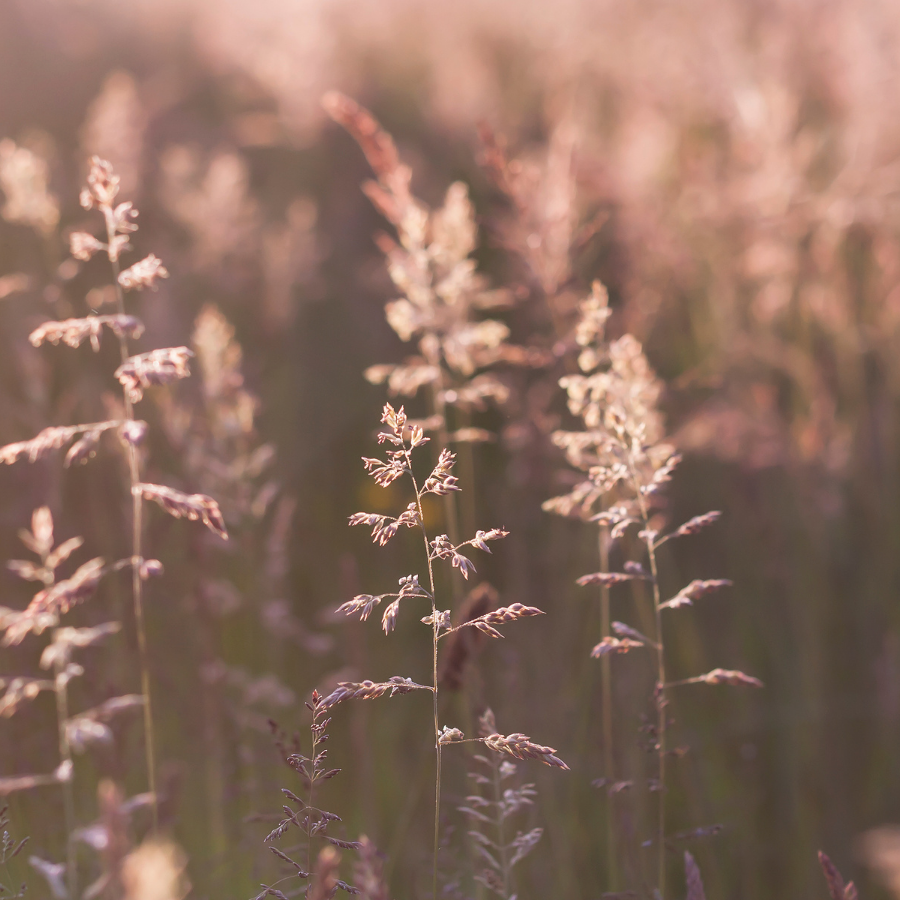 Embracing the Expanding Energy of Early Summer