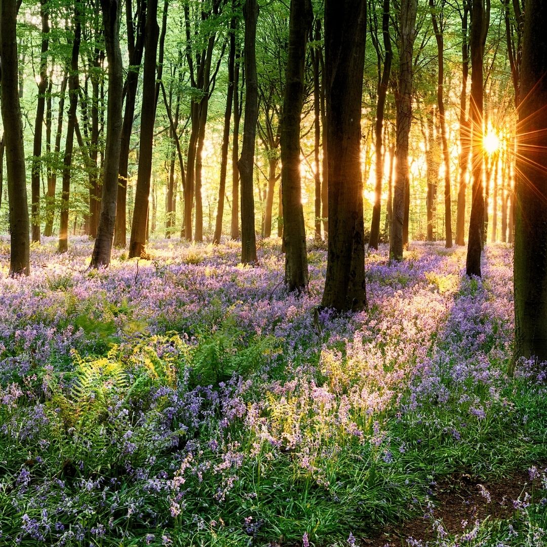 Guided Visualisation The Bluebell Woods