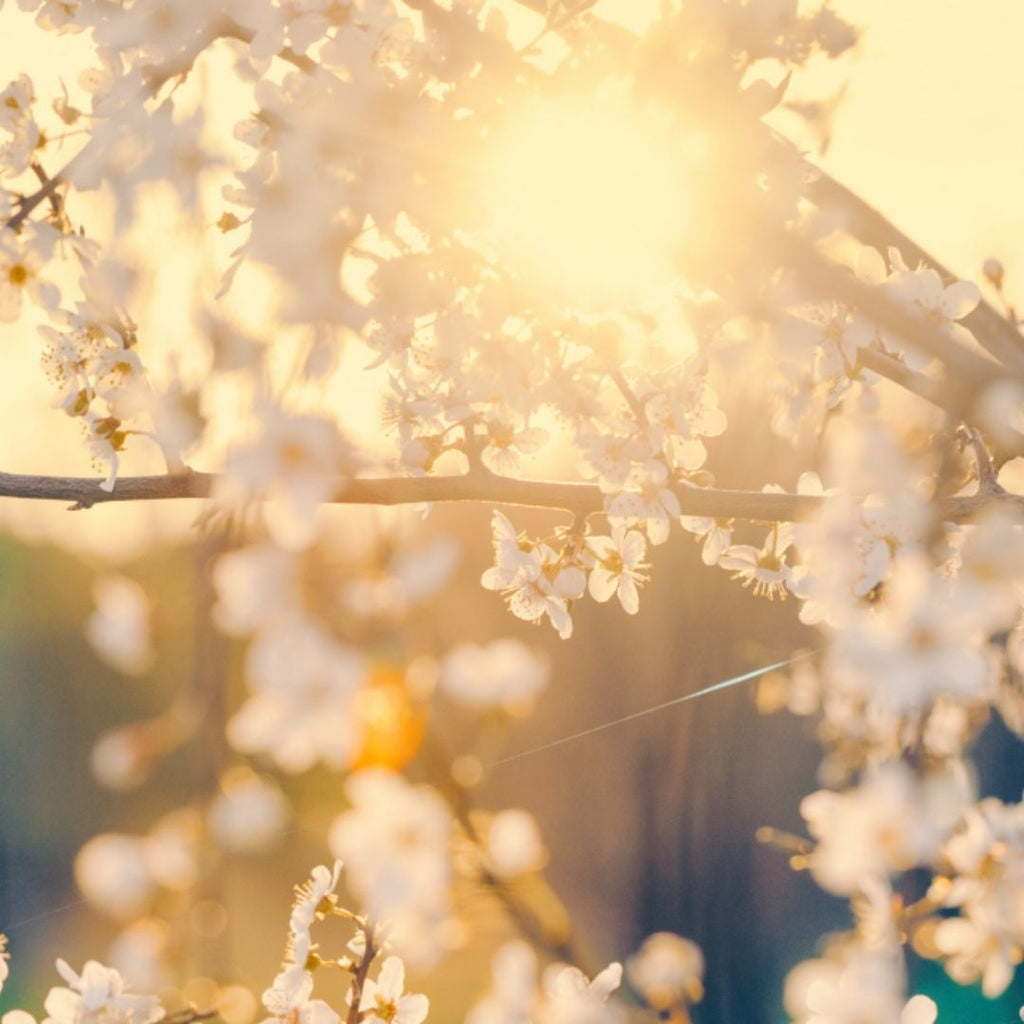 Harnessing the Rising Energy of Spring with TCM & Seasonal Yoga