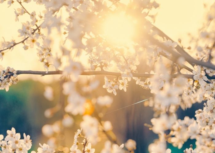 HARNESSING THE RISING ENERGY OF SPRING WITH TCM & SEASONAL YOGA